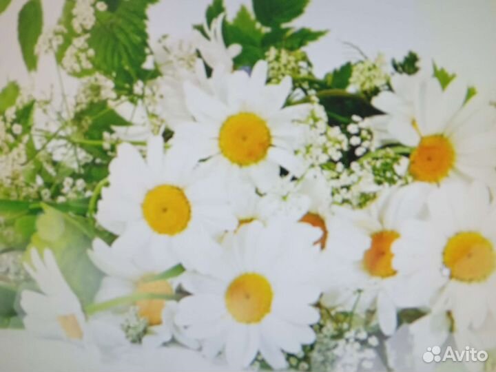 Ромашка и белый жемчуг срезка