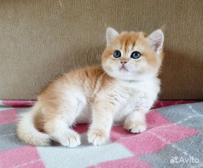 Британская девочка в разведение