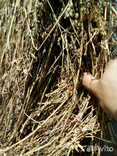 Сено люцерны, луговое