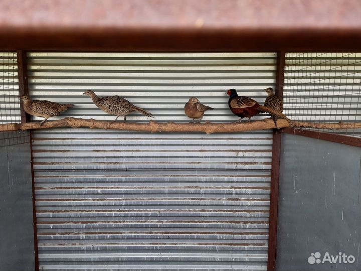 Реализуем Фазана (северокавказского)