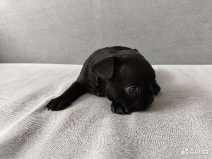 Французский бульдог