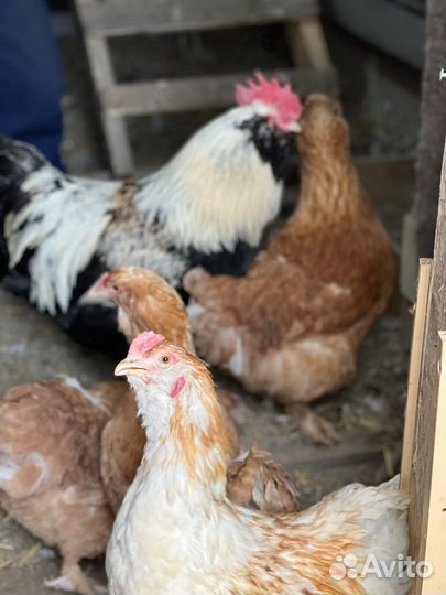 Инкубационное яйцо