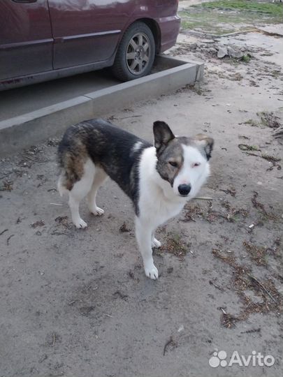 Собака в добрые руки -помесь Хаски