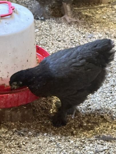 Цыплята маран, малин, лакеданзи, легбар, ливенские