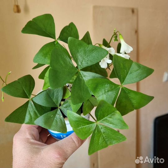 Комнатные цветы