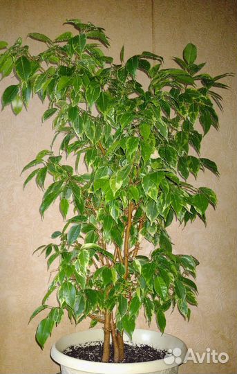 Комнатные растения цветы (фикус, юкка)