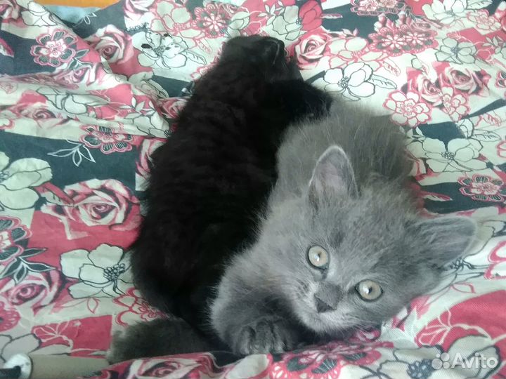 Котики