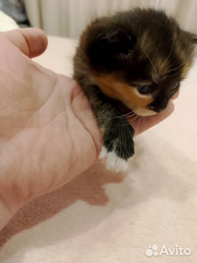 Котята девочки в очень добрые руки