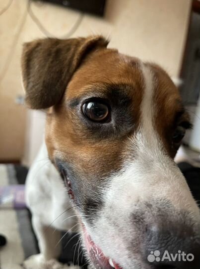 Вязка джек-рассел-терьер