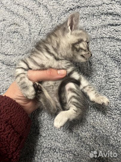 Подарю котят