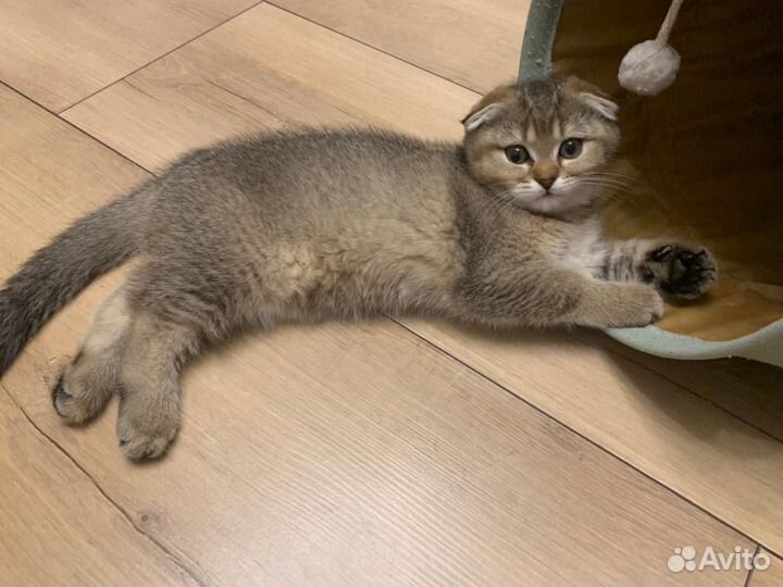 Шотландские вислоухие котята