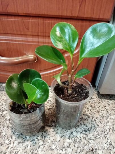 Гинура, Дифенбахии, Пеперомия, Пеллиония