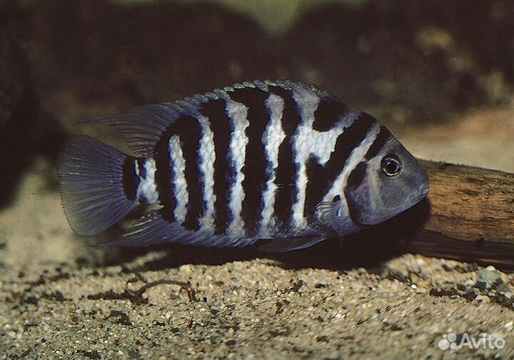 Чернополосая Цихлозома