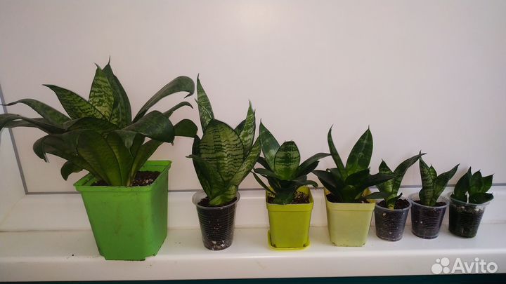 Комнатные растения