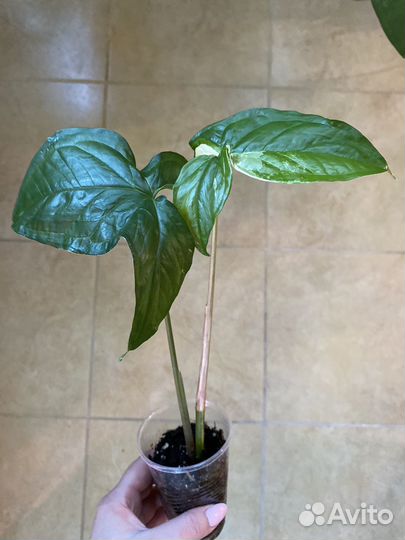 Сингониумы сортовые