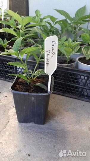 Гортензия Сильвер доллар