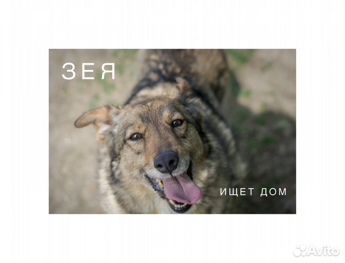 Небольшая собака-улыбака Зея