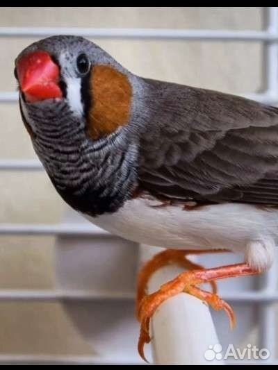 Зебровые амадины