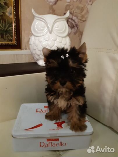 Мальчики и Девочки Йopки