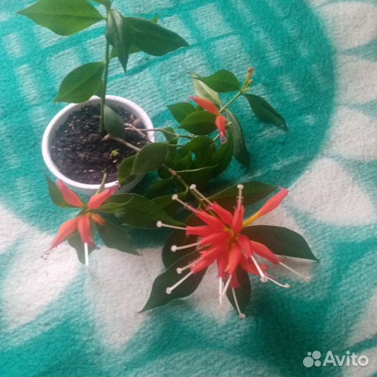 Эсхинантус