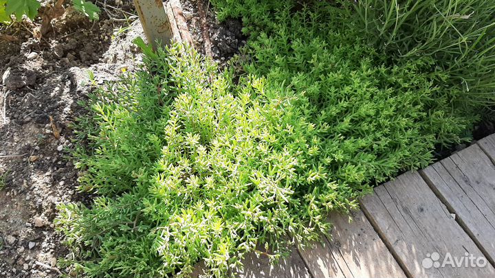 Каменная роза