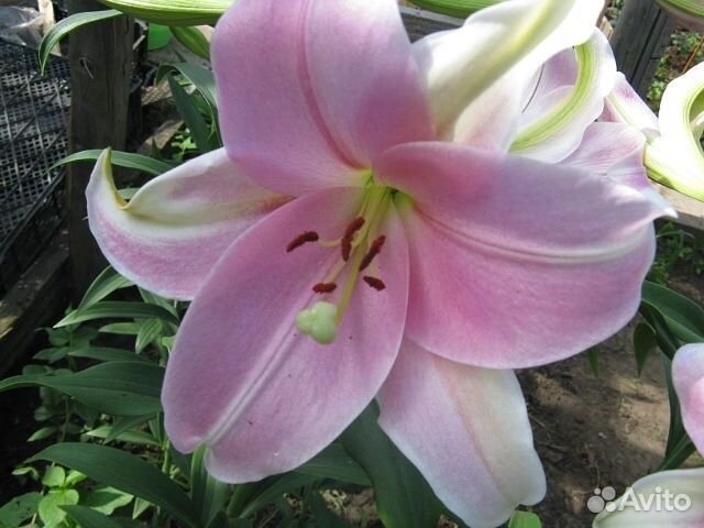 Лилии луковицы