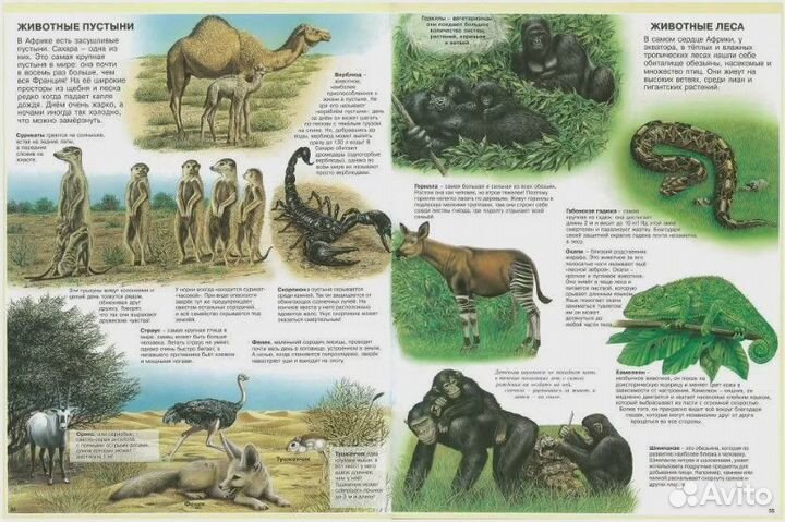 Атлас животных Камбурнак Лора