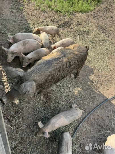 Свиньи поросята