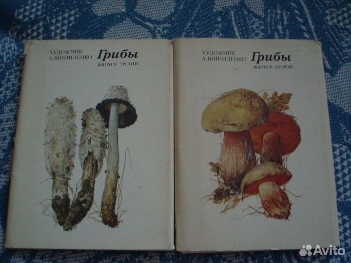 Грибы виды выращивание рецепты открытки