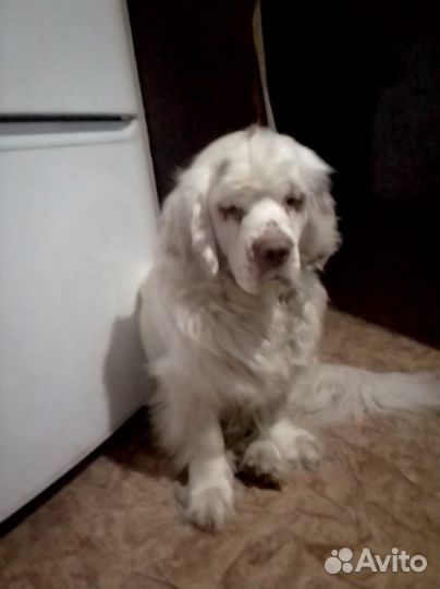 Вязка Кламбер спаниель