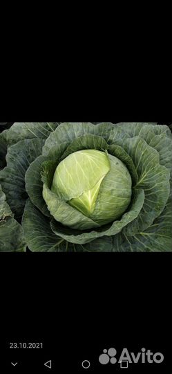 Капуста белокочанная