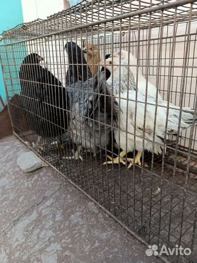 Домашняя птица