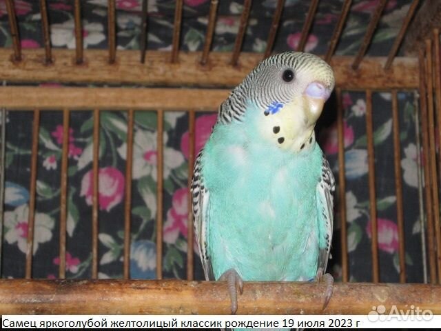 Молоденькие самцы волнистого попугая