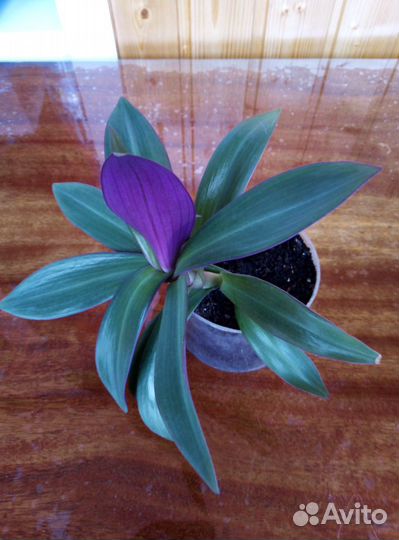 Комнатные растения цветы