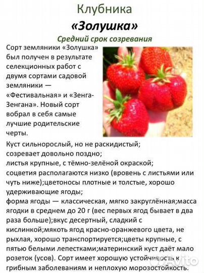 Клубника Золушка