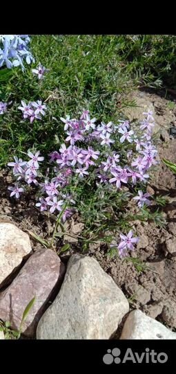 Низкорослые многолетники