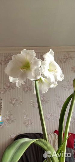 Гиппеаструм, шефлера, денежное дерево