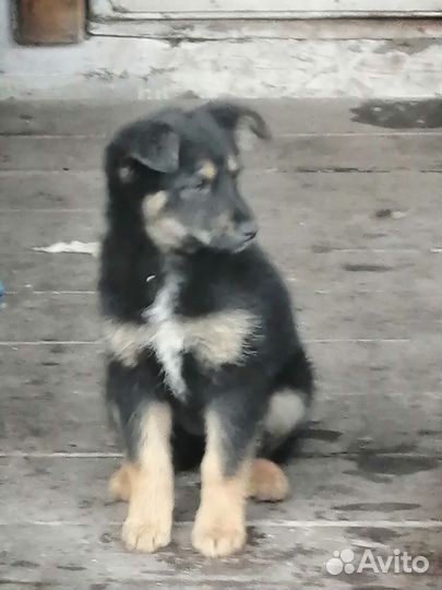 Собака (девочка) бесплатно