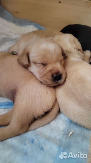 Щенки лабрадора