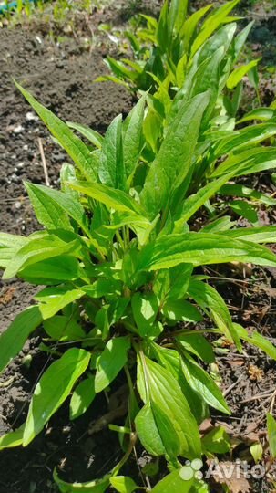 Колокольчик