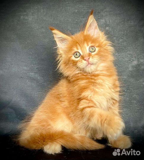 Мейн-кун крупные котята