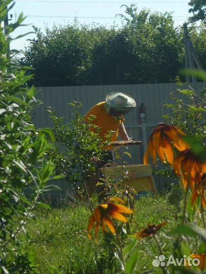 Пчелосемьи