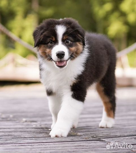 Австралийская овчарка аусси щенки