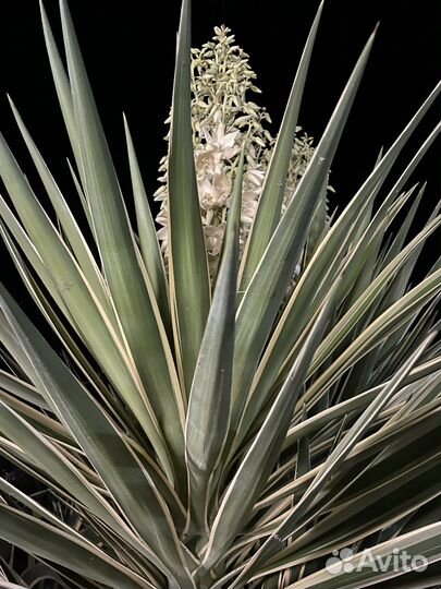Юкка королевская Yucca filamentosa