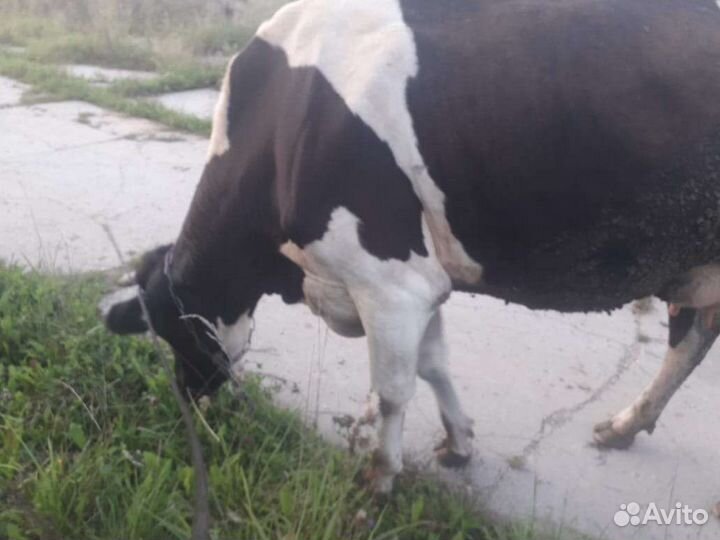 Корова дойная