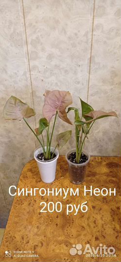 Сингониумы