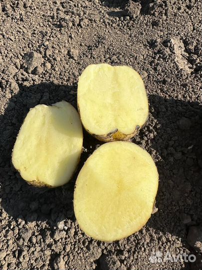 Картошка оптом