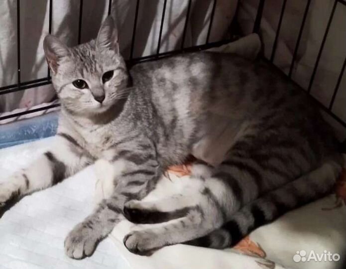 Кошка в дар