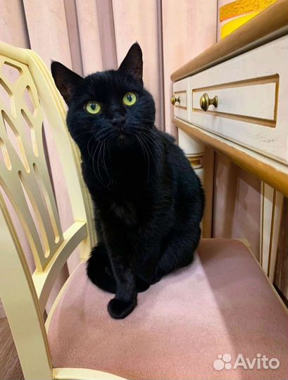 Малышка, ласковая кошечка Масюша ищет семью