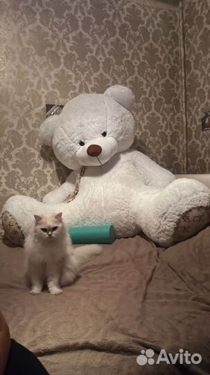 Медведь новый 150см